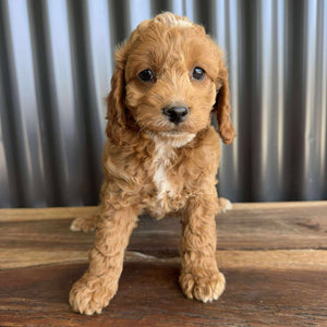 MOANA - Female Toy Spoodle - Ready Now