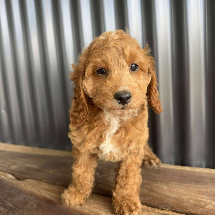 MOANA - Female Toy Spoodle - Ready Now