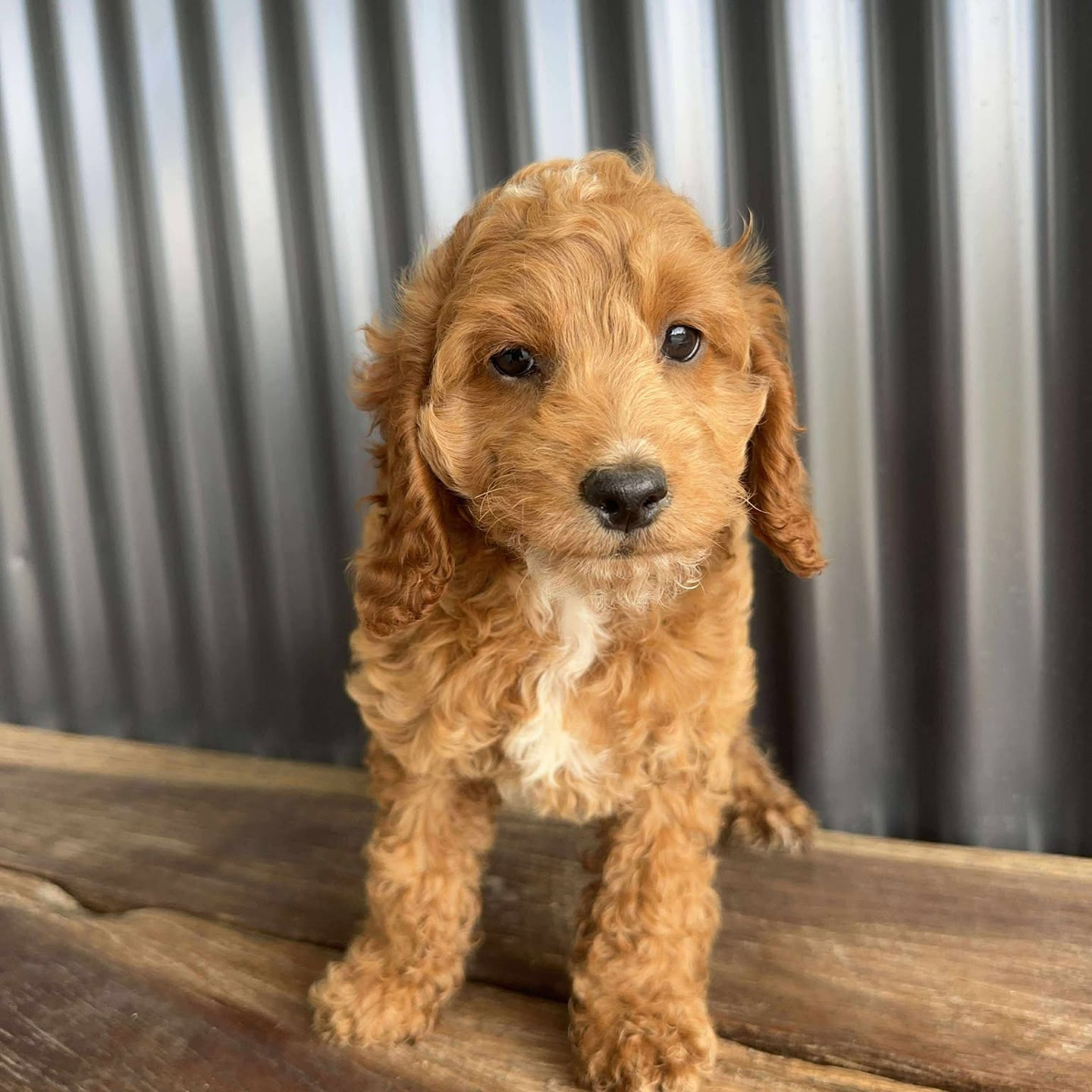 MOANA - Female Toy Spoodle - Ready Now