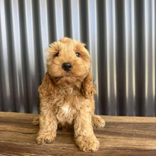 Load image into Gallery viewer, MOCHA - Male Toy Spoodle - Ready Now