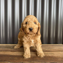 Load image into Gallery viewer, MOCHA - Male Toy Spoodle - Ready Now