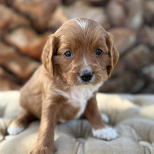 Load image into Gallery viewer, MOCHA - Male Mini Cavoodle - Ready 13th May