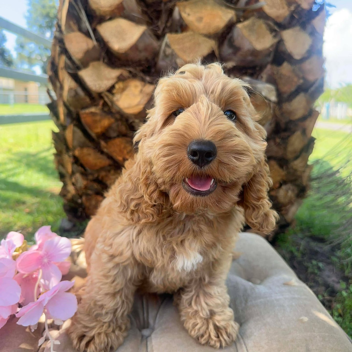 MOCHA - Male Toy Spoodle - Ready Now