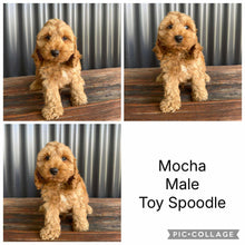Load image into Gallery viewer, MOCHA - Male Toy Spoodle - Ready Now