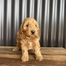 Load image into Gallery viewer, MOCHA - Male Toy Spoodle - Ready Now