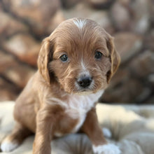 Load image into Gallery viewer, MOCHA - Male Mini Cavoodle - Ready 13th May