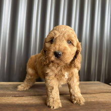 Load image into Gallery viewer, MOCHA - Male Toy Spoodle - Ready Now