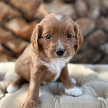 Load image into Gallery viewer, MOCHA - Male Mini Cavoodle - Ready 13th May