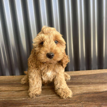 Load image into Gallery viewer, MOCHA - Male Toy Spoodle - Ready Now