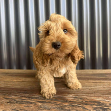 Load image into Gallery viewer, MOCHA - Male Toy Spoodle - Ready Now