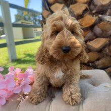 Load image into Gallery viewer, MOCHA - Male Toy Spoodle - Ready Now