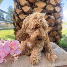 Load image into Gallery viewer, MOCHA - Male Toy Spoodle - Ready Now