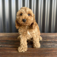 Load image into Gallery viewer, MOCHA - Male Toy Spoodle - Ready Now