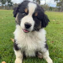 Load image into Gallery viewer, MOE - Male Australian Shepherd - Ready Now