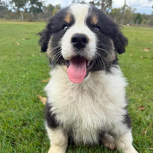 Load image into Gallery viewer, MOE - Male Australian Shepherd - Ready Now