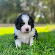 Load image into Gallery viewer, MOE - Male Australian Shepherd - Ready Now
