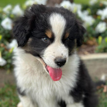 Load image into Gallery viewer, MOE - Male Australian Shepherd - Ready Now