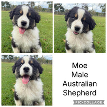Load image into Gallery viewer, MOE, MOOSE, MABLE &amp; MILLIE - AUSTRALIAN SHEPHERDS - Ready Now