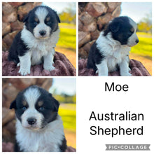 Load image into Gallery viewer, Male &amp; Female - AUSTRALIAN SHEPHERDS - Ready 17th July