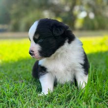 Load image into Gallery viewer, MOE - Male Australian Shepherd - Ready Now