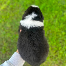 Load image into Gallery viewer, MOE - Male Australian Shepherd - Ready Now