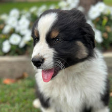 Load image into Gallery viewer, MOE - Male Australian Shepherd - Ready Now