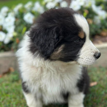 Load image into Gallery viewer, MOE - Male Australian Shepherd - Ready Now