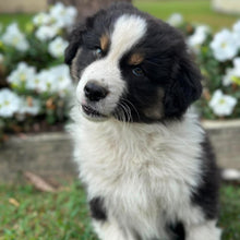 Load image into Gallery viewer, MOE - Male Australian Shepherd - Ready Now