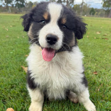 Load image into Gallery viewer, MOE - Male Australian Shepherd - Ready Now