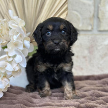 Load image into Gallery viewer, MONTY - Male Toy Cavoodle - Ready for Home 30th Sept