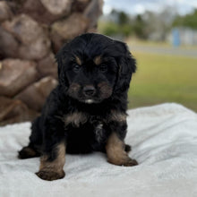 Load image into Gallery viewer, MONTY - Male Toy Cavoodle - Ready for Home 30th Sept