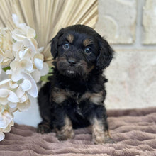 Load image into Gallery viewer, MONTY - Male Toy Cavoodle - Ready for Home 30th Sept