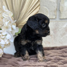 Load image into Gallery viewer, MONTY - Male Toy Cavoodle - Ready for Home 30th Sept