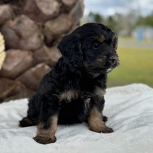 Load image into Gallery viewer, MONTY - Male Toy Cavoodle - Ready for Home 30th Sept