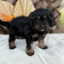 Load image into Gallery viewer, MONTY - Male Toy Cavoodle - Ready for Home 30th Sept