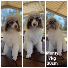 Load image into Gallery viewer, ALFIE - Male Toy Cavoodle - Ready 4th May