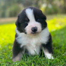 Load image into Gallery viewer, MOOSE - Male Australian Shepherd - Ready Now