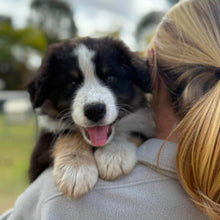 Load image into Gallery viewer, MOOSE - Male Australian Shepherd - Ready Now