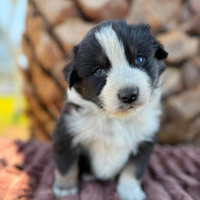 Load image into Gallery viewer, MOOSE - Male Australian Shepherd - Ready Now
