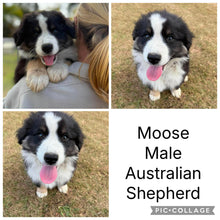 Load image into Gallery viewer, MOE, MOOSE, MABLE &amp; MILLIE - AUSTRALIAN SHEPHERDS - Ready Now