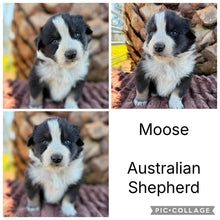 Load image into Gallery viewer, Male &amp; Female - AUSTRALIAN SHEPHERDS - Ready 17th July