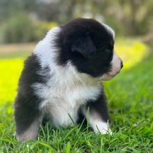 Load image into Gallery viewer, MOOSE - Male Australian Shepherd - Ready Now