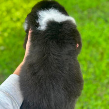Load image into Gallery viewer, MOOSE - Male Australian Shepherd - Ready Now