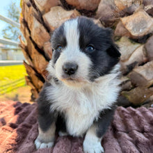 Load image into Gallery viewer, MOOSE - Male Australian Shepherd - Ready Now