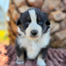 Load image into Gallery viewer, MOOSE - Male Australian Shepherd - Ready Now