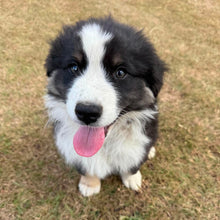Load image into Gallery viewer, MOOSE - Male Australian Shepherd - Ready Now