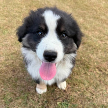 Load image into Gallery viewer, MOOSE - Male Australian Shepherd - Ready Now
