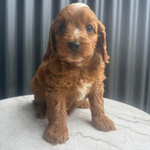 Load image into Gallery viewer, MORGAN - Male Toy Cavoodle - Ready 10th March