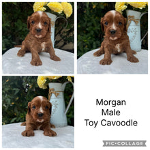 Load image into Gallery viewer, MORGAN - Male Toy Cavoodle - Ready 10th March
