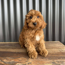 Load image into Gallery viewer, MORGAN  - Male Toy Spoodle - Ready Now